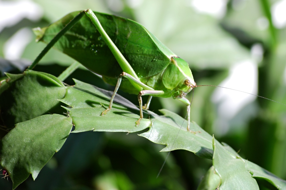 Stilpnochlora couloniana